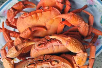 Cua núi đá ăn lá rừng: Đặc sản Hà Giang, ngon hơn cua biển