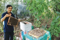 Lạ mà hay: Dụ ong vô thùng xốp-kiểu lấy mật rẻ nhất "quả đất"