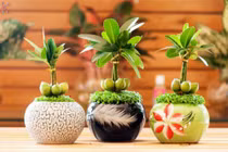 5 loại cây cảnh đặt trong phòng khách giúp gia chủ hút tài lộc