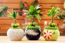 5 loại cây cảnh đặt trong phòng khách giúp gia chủ hút tài lộc