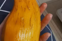 Xoài nổi chỉ đen ăn có hại sức khỏe không?