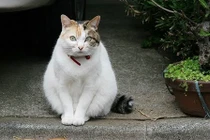 Thấy dấu hiệu này chính là điềm xui đang đến với gia đình bạn