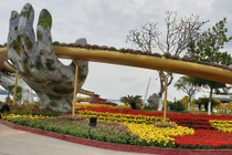 Check - in “siêu độc” với Cầu Vàng ở Đường hoa bên sông Hàn