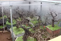 Ngắm đào Thất Thốn Nhật Tân giá cả trăm triệu đồng