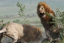 Sư tử đực quyết chiến tranh bạn tình