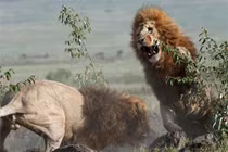 Sư tử đực quyết chiến tranh bạn tình
