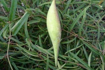 Kén sâu ăn được mọc trên cây có giá hơn nửa triệu đồng