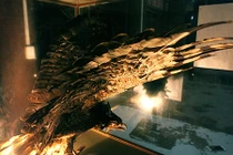 Chuyện chưa biết về "cụ" đại bàng được ướp xác độc nhất Thủ đô