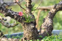 Đào tiến vua nằm phòng điều hòa chờ Tết Nguyên đán