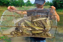 Loài cá hiếm nào ở miền Tây được ví như nhân sâm nước?