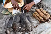 Ở nơi thịt chuột được coi là đặc sản tuyệt đỉnh kungfu