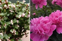 7 cây cảnh gọi tài lộc phú quý, sống lâu hơn con người