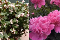 7 cây cảnh gọi tài lộc phú quý, sống lâu hơn con người