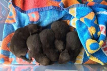 Người đàn ông tìm được 5 con chó, sau đó nhận ra chúng không phải chó