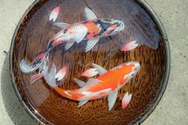 Video: Chàng trai Sài thành vẽ tranh cá 3D sống động như thật