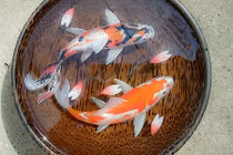 Video: Chàng trai Sài thành vẽ tranh cá 3D sống động như thật