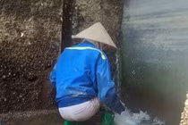 Thất nghiệp vì Covid-19: Lễ tân du thuyền hạng sang đi mò cua bắt ốc