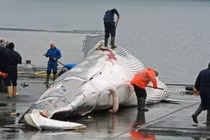 Video: Bất chấp chỉ trích, Nhật Bản sắp trở lại đánh bắt cá voi thương mại