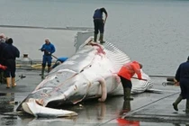 Video: Bất chấp chỉ trích, Nhật Bản sắp trở lại đánh bắt cá voi thương mại