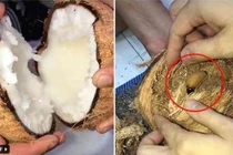 Mua dừa sáp về ăn, cô gái vui hết nấc khi lãi được con này