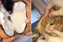 Mua dừa sáp về ăn, cô gái vui hết nấc khi lãi được con này