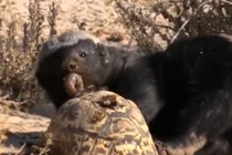 Video: Lửng mật cướp trắng miếng ăn của rùa