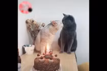 Video "dậy sóng" cộng đồng FA: Đến mèo còn có đôi có cặp