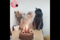 Video "dậy sóng" cộng đồng FA: Đến mèo còn có đôi có cặp