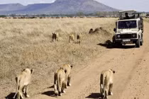 Trâu rừng đơn độc thoát chết trước bầy sư tử