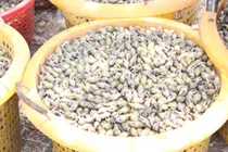 Trắng đêm chạy ghe ra biển dùng lưới "12 cửa ngục", bắt ốc cau