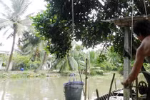 Bán hàng bằng “cáp treo” độc đáo ở miền Tây