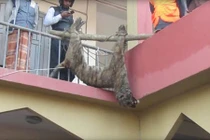 Bangladesh: Hổ dữ ăn thịt người bị dân làng đánh đập đến chết