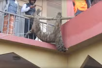 Bangladesh: Hổ dữ ăn thịt người bị dân làng đánh đập đến chết