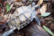 Vườn Quốc gia Bạch Mã tiếp nhận rùa 3 đuôi cực quý