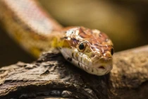 Cuối tháng 11, 3 con giáp được quý nhân phù trợ, sự nghiệp khởi sắc