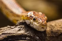 Cuối tháng 11, 3 con giáp được quý nhân phù trợ, sự nghiệp khởi sắc