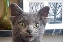 Mèo cưng đáng yêu sinh ra với 4 tai gây bão mạng