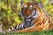 Những con giáp cần cẩn trọng hao tài tốn của trong tháng 4