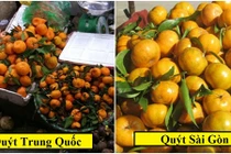 Hé lộ bí mật loại quýt siêu ngọt được giấu kín như bưng