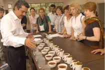 Loại trà đặc biệt 25 triệu/kg khiến đại gia không tiếc tiền để mua