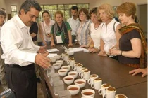 Loại trà đặc biệt 25 triệu/kg khiến đại gia không tiếc tiền để mua