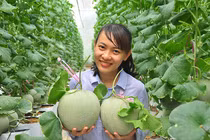 Dưa lưới 'khủng' của nữ thạc sĩ 8X ở Vĩnh Long