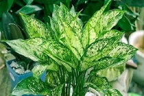 Chọn cây trồng hợp mệnh Thủy giúp gia chủ làm ăn phát tài