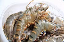 Chuyên gia bật mí cách mua tôm chuẩn người bán hàng cũng thua