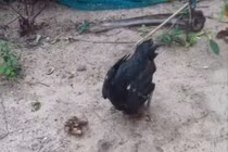 Video: Cười rụng rốn chú gà chọi "thất tình", luyện "túy quyền"