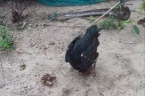 Video: Cười rụng rốn chú gà chọi "thất tình", luyện "túy quyền"