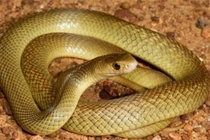 5 giấc mơ báo hiệu phú quý sắp ập đến, chuyện tốt ùa vào nhà