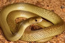 5 giấc mơ báo hiệu phú quý sắp ập đến, chuyện tốt ùa vào nhà