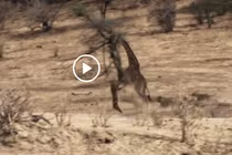 Video: Hươu cao cổ đá văng sư tử, tạo ra màn thoát chết ngoạn mục