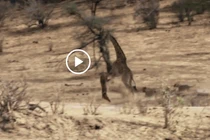 Video: Hươu cao cổ đá văng sư tử, tạo ra màn thoát chết ngoạn mục